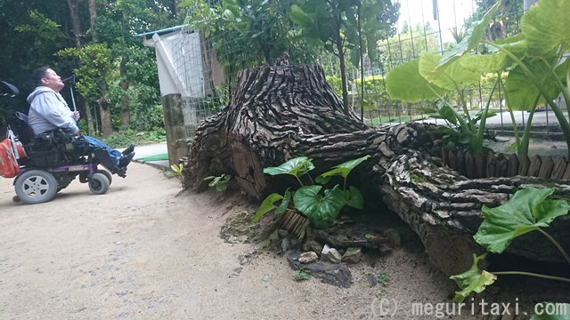 フクギ並木と琉球松の根っこ